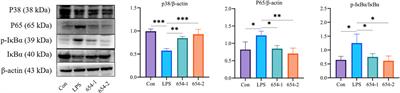 Anisodamine (654-1/654-2) ameliorates septic kidney injury in rats by inhibiting inflammation and apoptosis